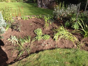 All forget-me-nots removed, won't forget that in a hurry! 